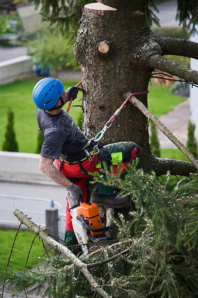 Professional Tree Removal in Black Mountain, NC