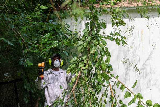 Best Root Management and Removal  in Black Mountain, NC