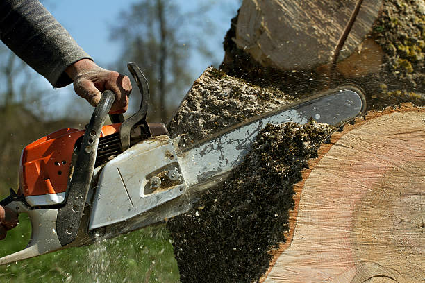 Best Tree and Shrub Care  in Black Mountain, NC