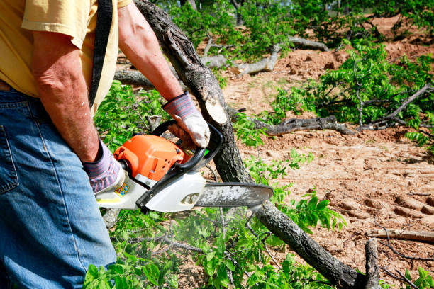 Best Lawn Mowing  in Black Mountain, NC